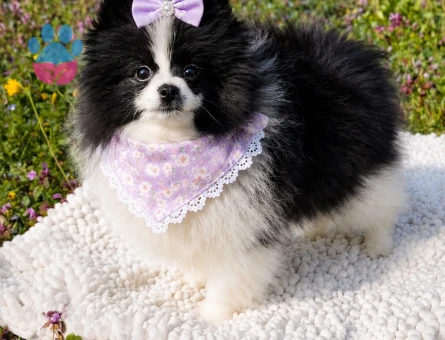 ÖZEL GÖRÜNÜMLÜ BLACK VE WHİTE POMERANİAN BOO YAVRUSU