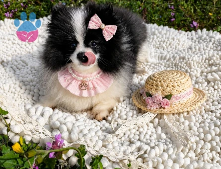 ÖZEL GÖRÜNÜMLÜ BLACK VE WHİTE POMERANİAN BOO YAVRUSU