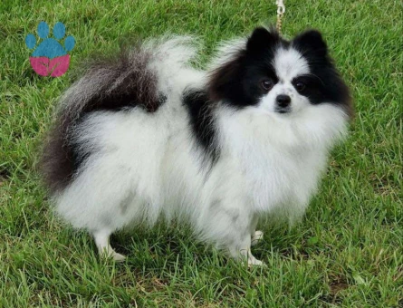 PANDA MODEL GÜZELLİK ABİDESİ DİŞİ POMERANİAN
