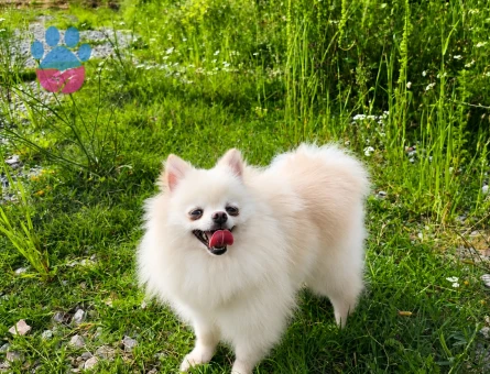 MİKRO TEACUP PAMUK PRENSES POMERANİAN BOO