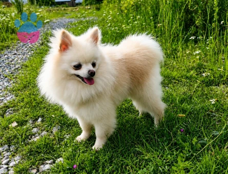 MİKRO TEACUP PAMUK PRENSES POMERANİAN BOO