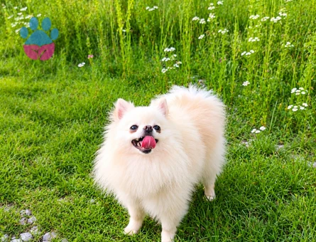 MİKRO TEACUP PAMUK PRENSES POMERANİAN BOO
