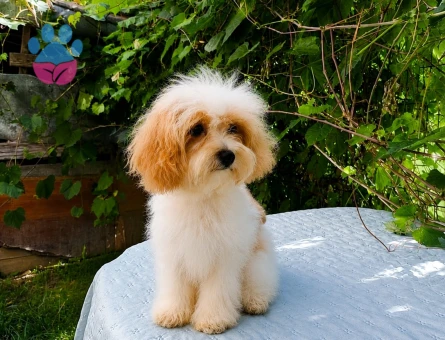 4 ADET TOPLU ERKRK MALTİPOO - 5467