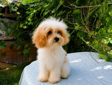 4 ADET TOPLU ERKRK MALTİPOO - 5467