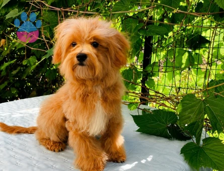 4 ADET TOPLU ERKRK MALTİPOO