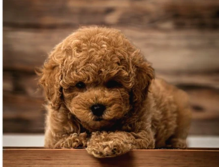 Mükemmel Kalitedeki Toy Poodle Yavrularımız - 5470