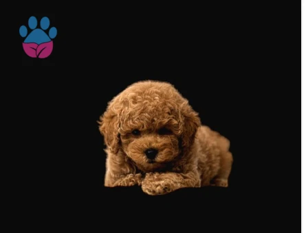 Mükemmel Kalitedeki Toy Poodle Yavrularımız