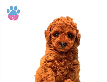 Antialerjik Toy Poodle Yavrularım 2 Aylık - 5471