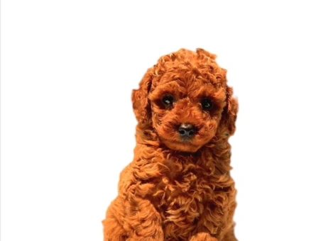 Antialerjik Toy Poodle Yavrularım 2 Aylık - 5471