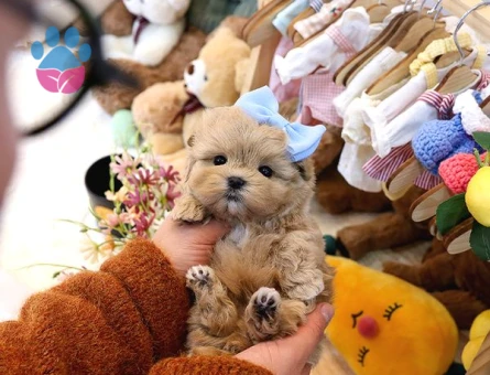 Show Kalite Toy Poodle Bebeklerim