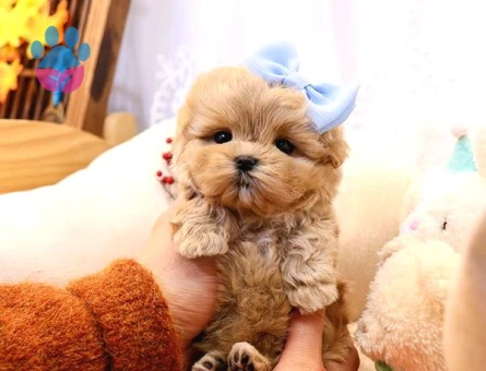 Show Kalite Toy Poodle Bebeklerim