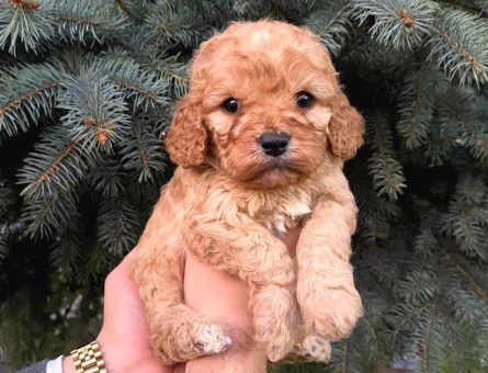 Kore Asıllı Teacup Maltipoo Bebeklerım - 5474