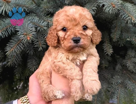 Kore Asıllı Teacup Maltipoo Bebeklerım
