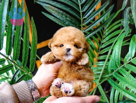 Kore Kani A Kali̇te Toy Poodle Yavrularim