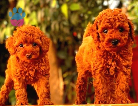 A Kalite Red Brown Toy Poodle Yavrumuz