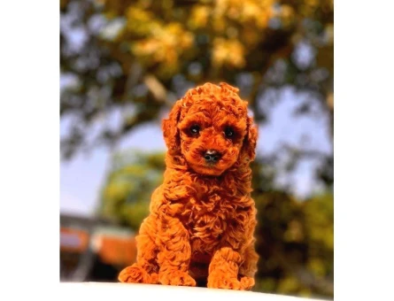 A Kalite Red Brown Toy Poodle Yavrumuz - 5476