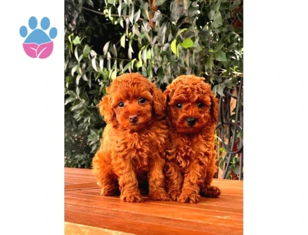 A Kalite Red Brown Toy Poodle Yavrumuz