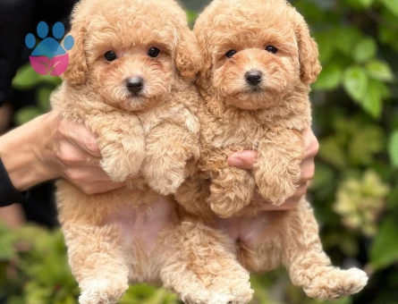Antialerjik Safkan Maltipoo Yavrularım