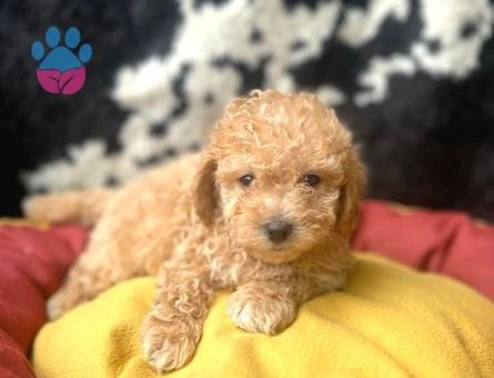 Erkek Ve Dişi 2 Aylık Show Kalite Toy Poodle Yavrular