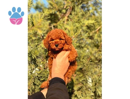 A Kalite Red Brown Toy Poodle Yavrumuz