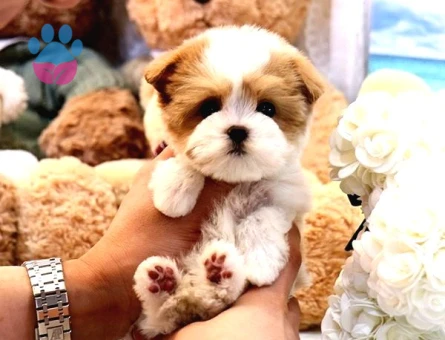 Kore Gen Hatti Maltipoo Bebekleri̇m