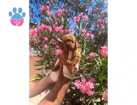 A Kalite Toy Poodle Yavrular