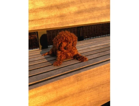 Bebek Yüzlü Poodle Yavrumuz - 5485