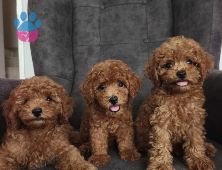 Toy poodle yavruları - 5488