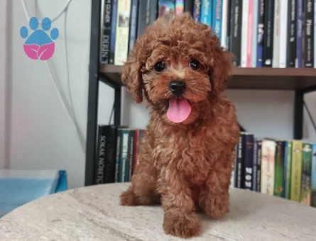 Toy poodle yavruları