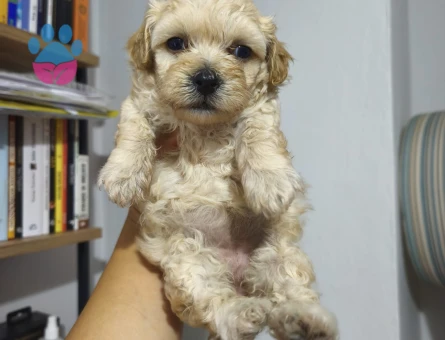 Maltipoo 3 Aylık Yavrular Yeni Yuvalarına Hazır - 5491