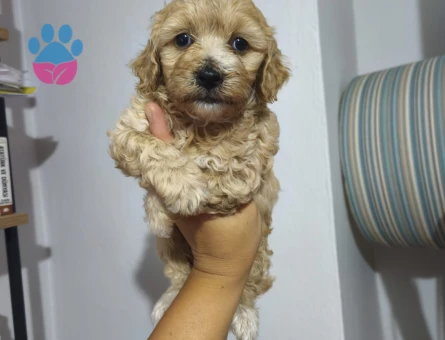 Maltipoo 3 Aylık Yavrular Yeni Yuvalarına Hazır