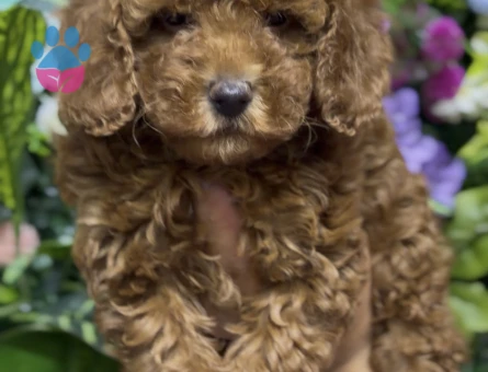 ORİJİNAL POODLE BEBEKLER