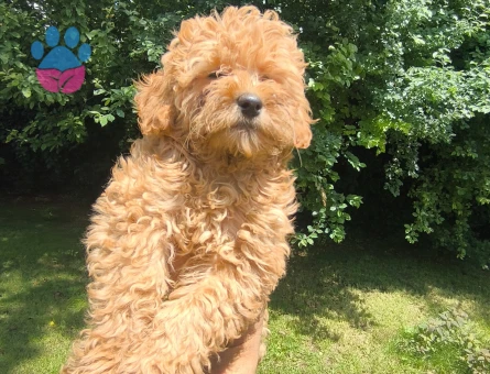 Maltipoo Bebekler 3 Aylıklar - 5495