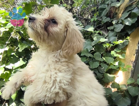Maltipoo Bebekler 3 Aylıklar