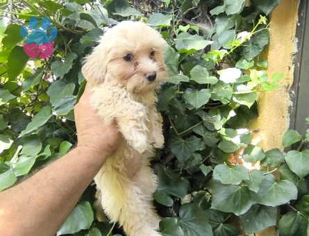 Maltipoo Bebekler 3 Aylıklar