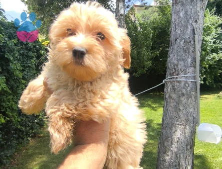 Maltipoo Bebekler 3 Aylıklar