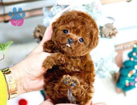 Show Kali̇te Red Brown Toy Poodle Bebekleri̇m