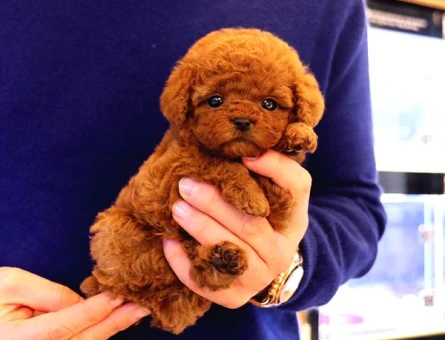 Sevimli Kore Kani Toy Poodle Bebeklerimiz - 5497