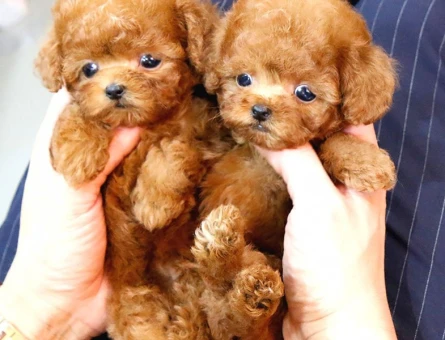 Süper Kali̇tedeki̇ Kore Kani Toy Poodle Bebeklerimiz - 5501