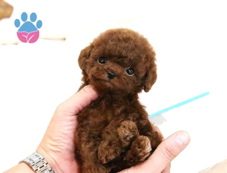 Hari̇ka Toy Poodle Yavrulari̇mi̇z - 5502