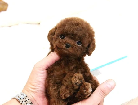 Hari̇ka Toy Poodle Yavrulari̇mi̇z - 5502
