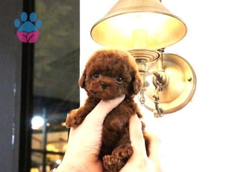 Hari̇ka Toy Poodle Yavrulari̇mi̇z