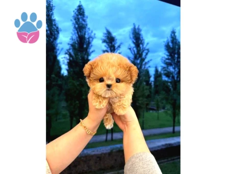 Malti̇poo Bebekleri̇m Kore
