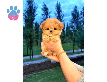 Malti̇poo Bebekleri̇m Kore