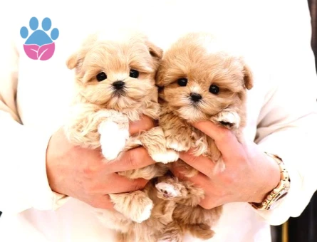 Kore Maltipoo bebeklerimiz - 5505