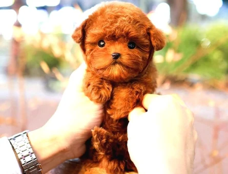 Toy Poodle Yavrularim - 5506