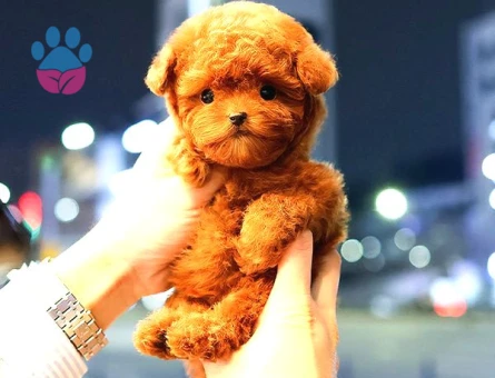 Toy Poodle Yavrularim