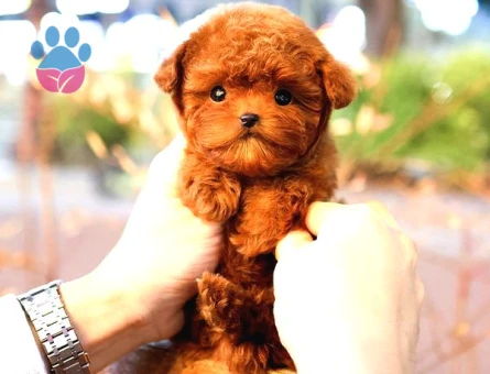 Toy Poodle Yavrularim