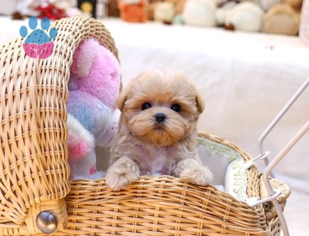 Show Kalite Toy Poodle Bebeklerim