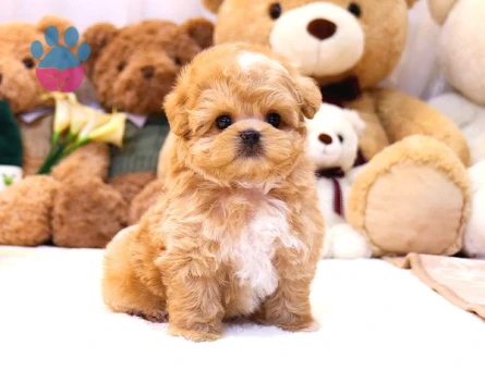 Gülen Surat Toy Poodle Mi̇nnaklarimiz - 5509
